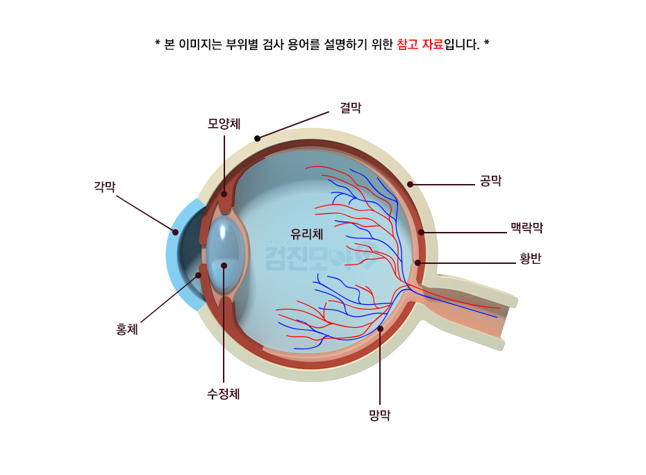 안구.png